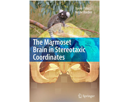 Marmoset Brain in Stereotaxic Coordinates
