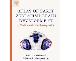 atlas of early zebrafish brain development
