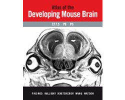 developing mouse brain
