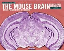 mouse brain