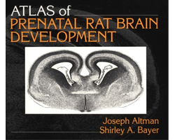 prenatal rat brain development