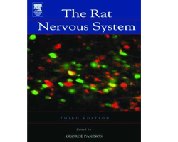 rat nervous system